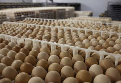 Continúa vigilancia de enfermedades aviares en plantas de incubación