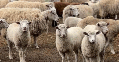 EMPROMUV – Intercambio de borregas en La Mascota en el marco del Plan Ovino Municipal