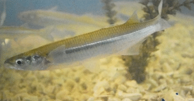 Villarino: Nueva suelta de alevinos en la Laguna para fortalecer la fauna ictícola