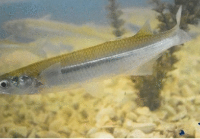 Villarino: Nueva suelta de alevinos en la Laguna para fortalecer la fauna ictícola Villarino: Nueva suelta de alevinos en la Laguna para fortalecer la fauna ictícola