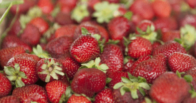 Argentina actualiza su reglamento sobre calidad de la frutilla de acuerdo con el Mercosur