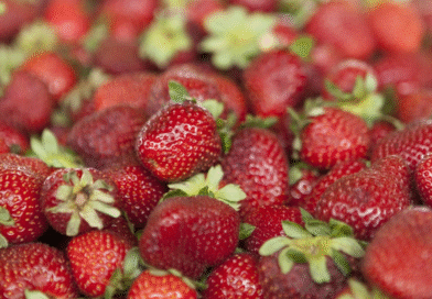 Argentina actualiza su reglamento sobre calidad de la frutilla de acuerdo con el Mercosur