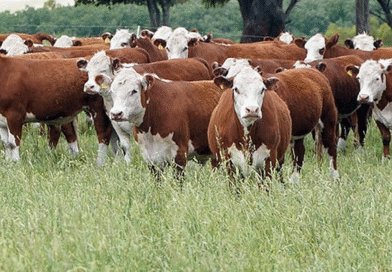 Tres Arroyos: Jornada a campo «Tecnologías y manejo para una nueva ganadería» Tres Arroyos: Jornada a campo «Tecnologías y manejo para una nueva ganadería»