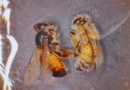 Desarrollan una herramienta biotecnológica para proteger las abejas