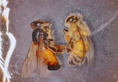 Desarrollan una herramienta biotecnológica para proteger las abejas Desarrollan una herramienta biotecnológica para proteger las abejas