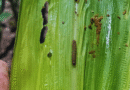 Alerta por ataques tempranos del gusano cogollero en maíz