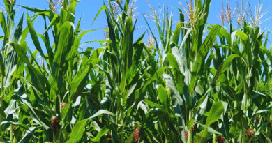 La cadena del maíz impulsa mejoras en un laboratorio del INTA La cadena del maíz impulsa mejoras en un laboratorio del INTA