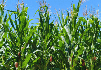 La cadena del maíz impulsa mejoras en un laboratorio del INTA La cadena del maíz impulsa mejoras en un laboratorio del INTA
