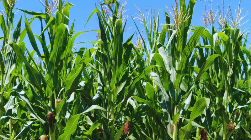 La cadena del maíz impulsa mejoras en un laboratorio del INTA La cadena del maíz impulsa mejoras en un laboratorio del INTA