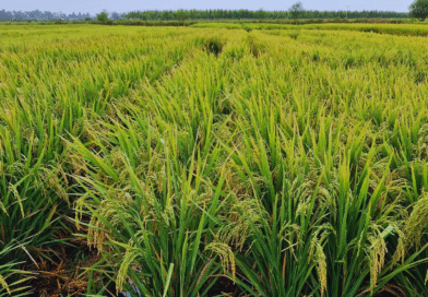 Presentan dos nuevas variedades de arroz adaptadas a los sistemas productivos nacionales Presentan dos nuevas variedades de arroz adaptadas a los sistemas productivos nacionales