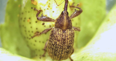 Estudian al picudo algodonero para mejorar su control Estudian al picudo algodonero para mejorar su control