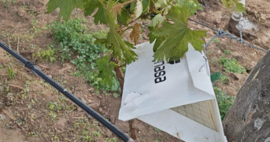 Nuevo protocolo para el monitoreo de plagas en uva para vinificar en La Pampa
