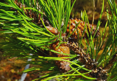 Bosques más fuertes: genética clave frente a la sequía
