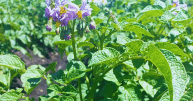 El INTA desarrolla una nueva papa ideal para chips