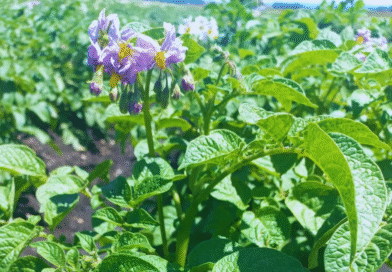 El INTA desarrolla una nueva papa ideal para chips El INTA desarrolla una nueva papa ideal para chips