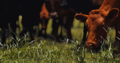 El INTA avanza hacia el control de la tuberculosis bovina