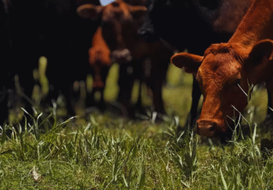 El INTA avanza hacia el control de la tuberculosis bovina El INTA avanza hacia el control de la tuberculosis bovina