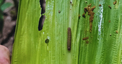 Alerta por ataques tempranos del gusano cogollero en maíz Alerta por ataques tempranos del gusano cogollero en maíz