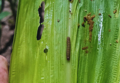 Alerta por ataques tempranos del gusano cogollero en maíz Alerta por ataques tempranos del gusano cogollero en maíz