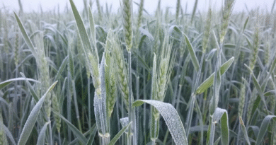 Estado de los cultivos de fina.  Informe Bolsa de Cereales de Bahía Blanca