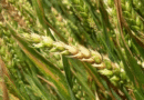 Con herramientas de predicción, monitorean enfermedades en trigo