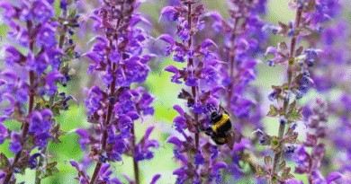 Qué hacer para que tus lavandas crezcan fuertes, coloridas y aromáticas