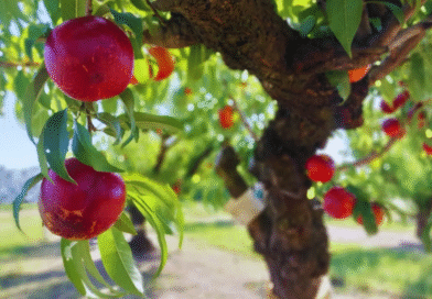 Pionero INTA, una variedad de nectarina óptima para exportación