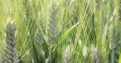 Una campaña ideal para evaluar la genética del trigo argentino