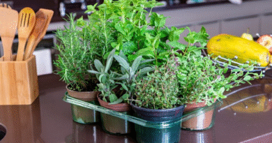 Albahaca, orégano y cilantro: consejos para cultivarlas sin que se quemen con el sol