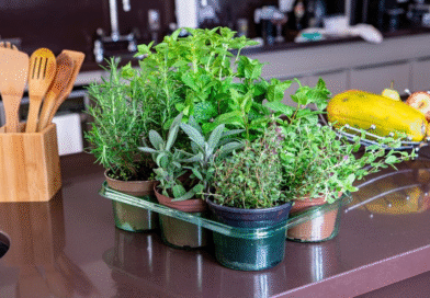 Albahaca, orégano y cilantro: consejos para cultivarlas sin que se quemen con el sol