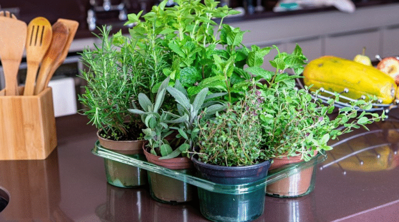 Albahaca, orégano y cilantro: consejos para cultivarlas sin que se quemen con el sol