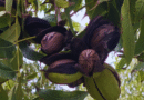 Productores eligen la nuez pecán como alternativa productiva