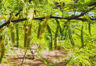 Con biotecnología buscan conservar el algarrobo blanco