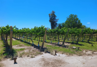 Presentan un protocolo para acelerar la transformación digital en el agro