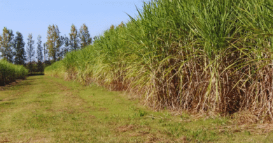Fertilización con nitrógeno para maximizar la producción de caña de azúcar