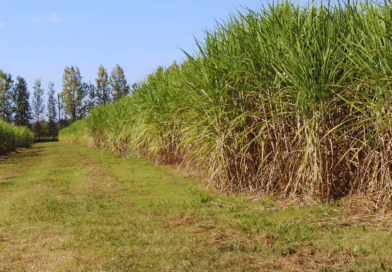 Fertilización con nitrógeno para maximizar la producción de caña de azúcar