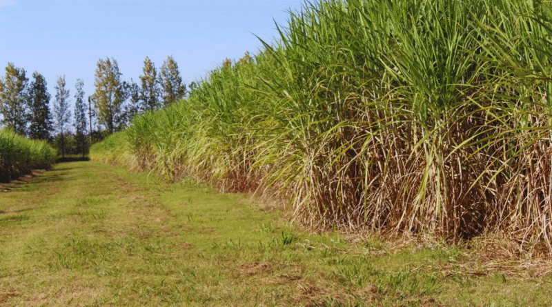 Fertilización con nitrógeno para maximizar la producción de caña de azúcar