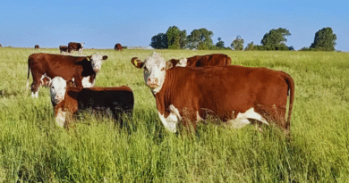 La fertilización estratégica mejora 16 % la producción de mijo perenne