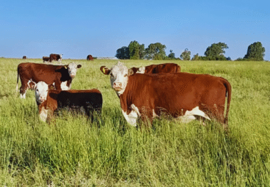 La fertilización estratégica mejora 16 % la producción de mijo perenne