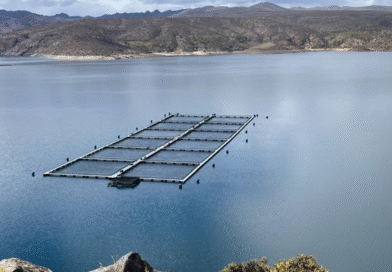 El estatus sanitario de la Norpatagonia posiciona a la producción de trucha arcoíris El estatus sanitario de la Norpatagonia posiciona a la producción de trucha arcoíris