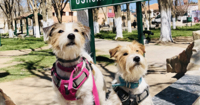 Qué es el Certificado Veterinario Austral y cuándo se necesita para viajar con mascotas