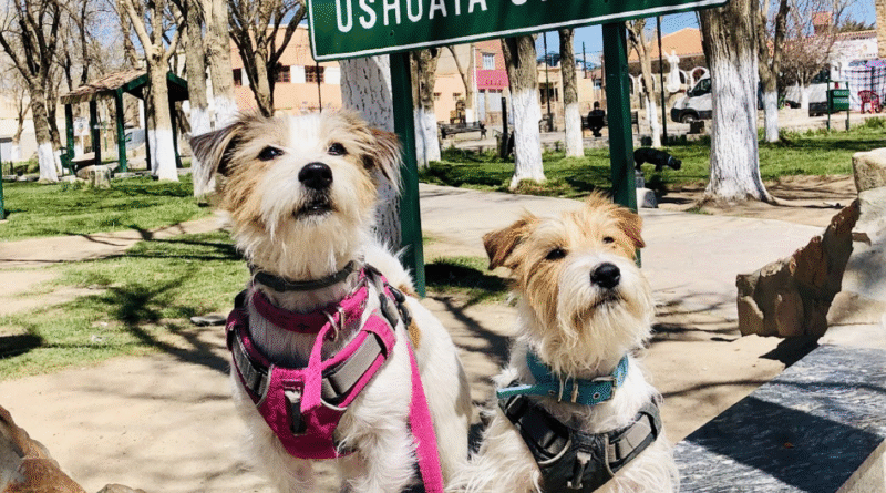 Qué es el Certificado Veterinario Austral y cuándo se necesita para viajar con mascotas Qué es el Certificado Veterinario Austral y cuándo se necesita para viajar con mascotas