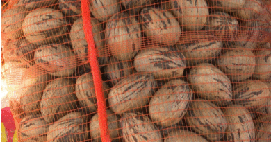 Se verificó la primera exportación de 20 toneladas de nuez pecán de Argentina a China