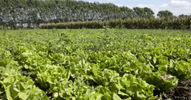 Simplificación del registro de productos fitosanitarios con foco en cultivos menores