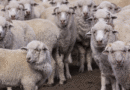 Se declaró la alerta sanitaria por sarna ovina en departamentos de Chubut