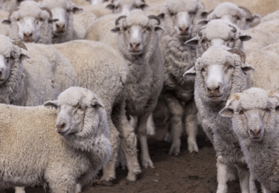 Se declaró la alerta sanitaria por sarna ovina en departamentos de Chubut Se declaró la alerta sanitaria por sarna ovina en departamentos de Chubut