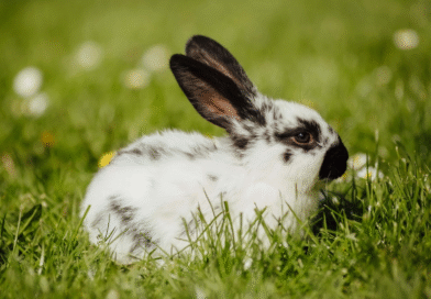 Requisitos sanitarios para viajar al exterior con mascotas no tradicionales Requisitos sanitarios para viajar al exterior con mascotas no tradicionales