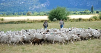 Radar Ganadero de la Patagonia: información de noviembre ya disponible Radar Ganadero de la Patagonia: información de noviembre ya disponible