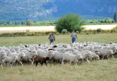 Radar Ganadero de la Patagonia: información de noviembre ya disponible Radar Ganadero de la Patagonia: información de noviembre ya disponible