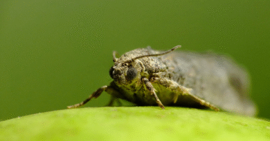 Informe de acumulación regional de carpogrados